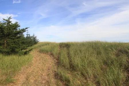 Mowed dunes unexplained